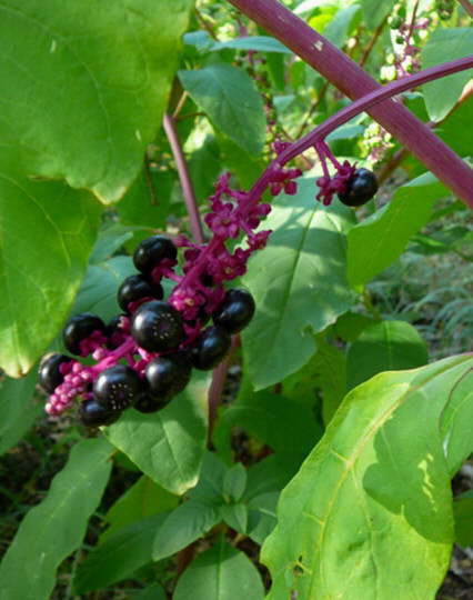 Amerikanische Kermesbeere - Phytolacca americana