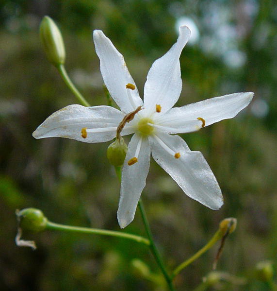 stige Graslilie - Anthericum ramosum