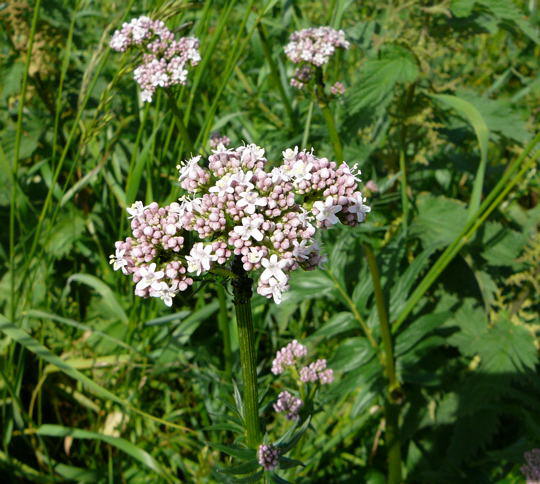 Kriechender Arznei-Baldrian (Valeriana procurrens) 