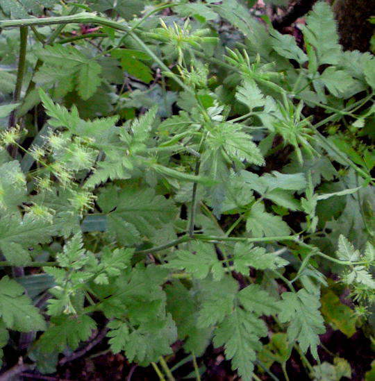 Taumel-Klberkropf - Chaerophyllum temulum