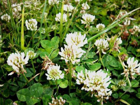 Wei-Klee - Trifolium repens