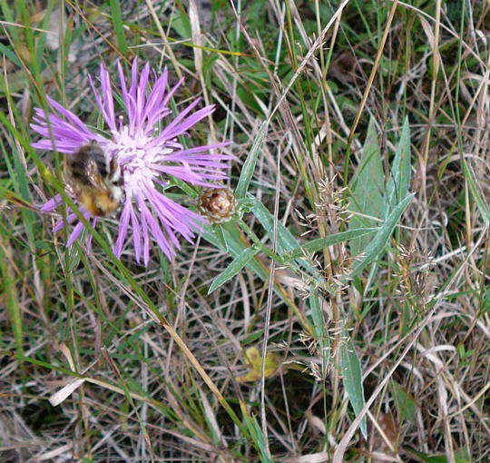 Wiesen-Flockenblume - Centaurea jacea