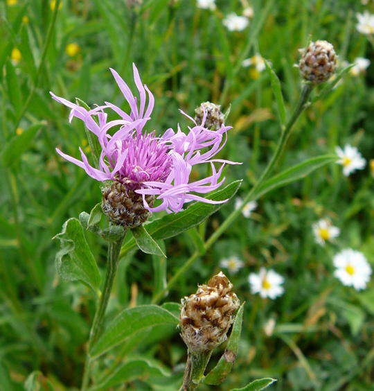 Wiesen-Flockenblume - Centaurea jacea