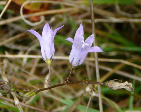 Wiesen-Glockenblume - Campanula patula