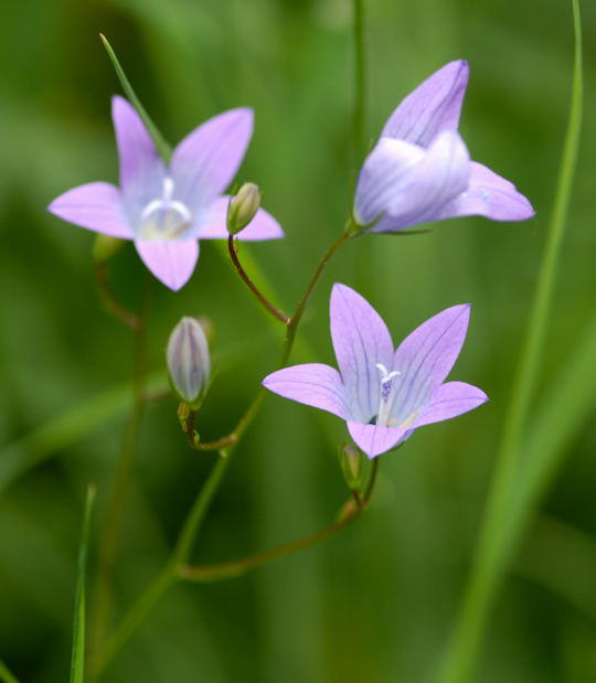 Wiesen-Glockenblume - Campanula patula