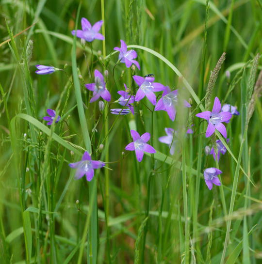 Wiesen-Glockenblume - Campanula patula