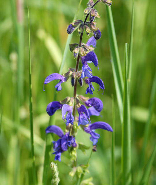Wiesen-Salbei - Salvia pratensis