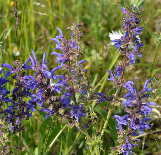 Wiesen-Salbei - Salvia pratensis