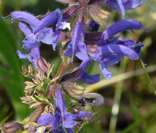 Wiesen-Salbei - Salvia pratensis