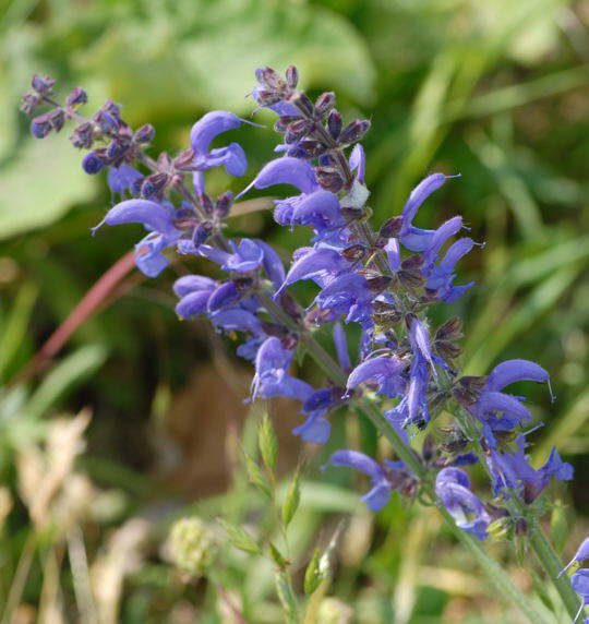 Wiesen-Salbei - Salvia pratensis