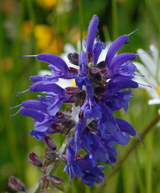 Wiesen-Salbei - Salvia pratensis