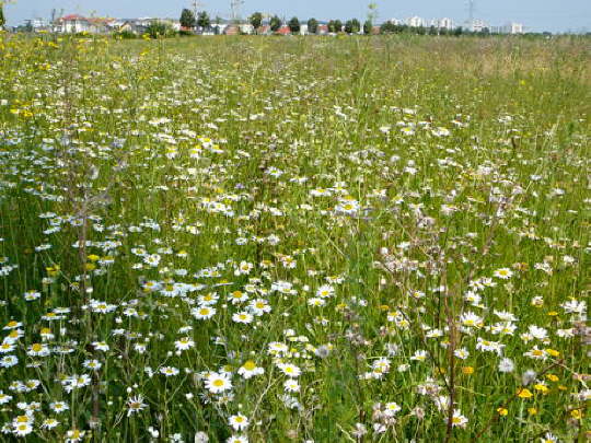 Wildblumen Feudenheim Wiese