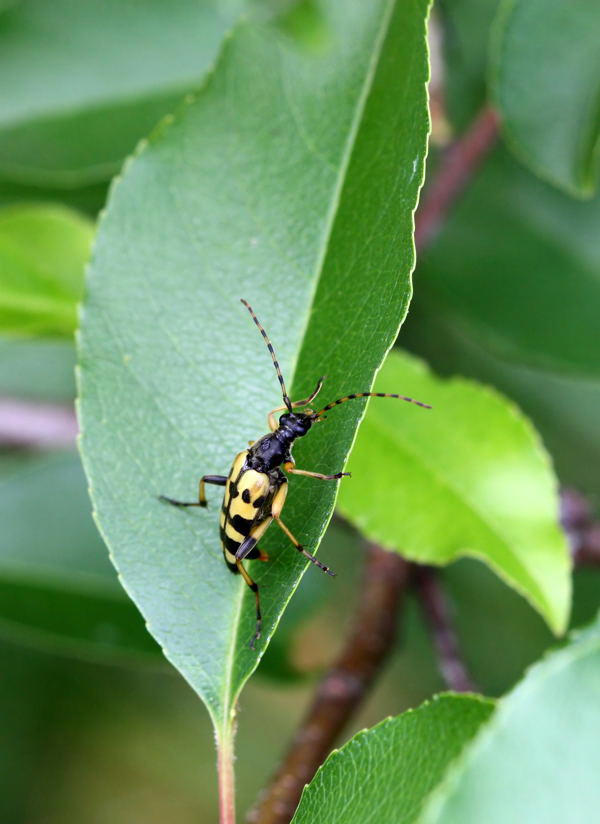 Gefleckter Schmalbockkfer - Leptura maculata
