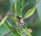 Gefleckter Schmalbockkfer - Leptura maculata
