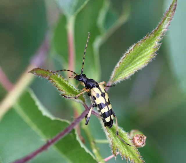 Gefleckter Schmalbockkfer - Leptura maculata