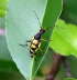 Gefleckter Schmalbockkfer - Leptura maculata