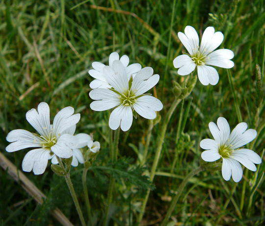 Acker-Hornkraut - Cerastium arvense