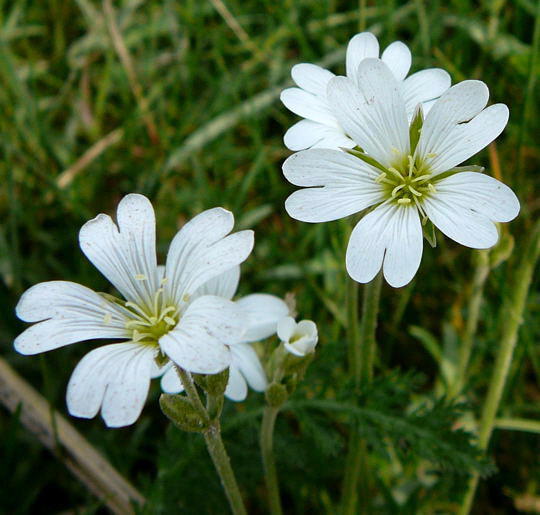 Acker-Hornkraut - Cerastium arvense