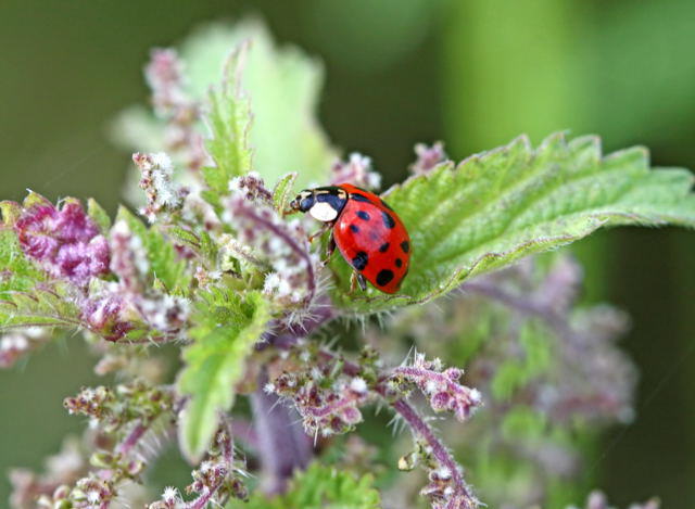 Asiatischer Marienkfer - Harmonia axyridis