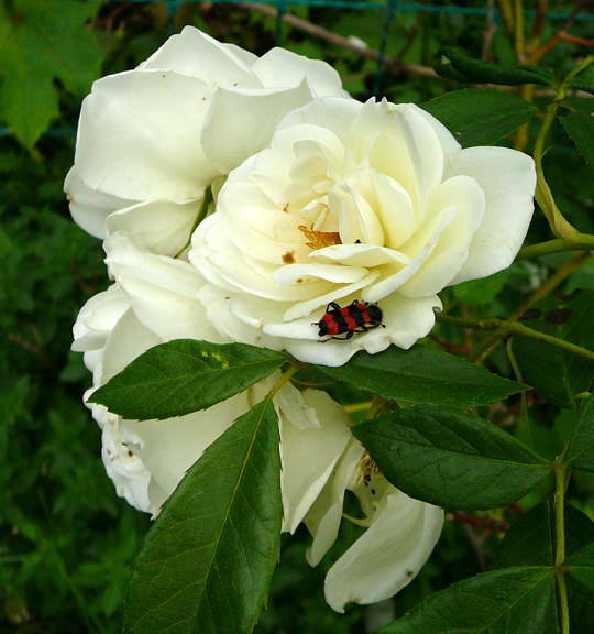 Gemeiner Bienenkfer - Trichodes apiarius