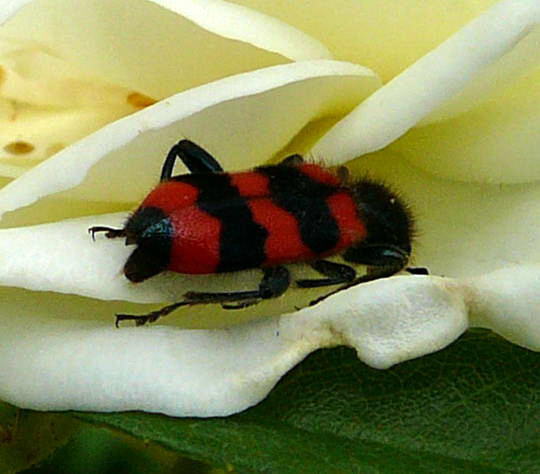 Gemeiner Bienenkfer - Trichodes apiarius