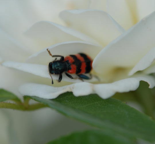 Gemeiner Bienenkfer - Trichodes apiarius