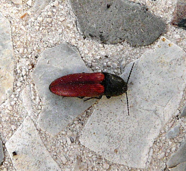 Blutroter Schnellkfer - Ampedus sanguineus