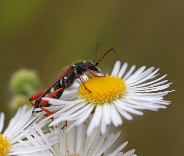 Braunrtlicher Spitzdeckenbock - Stenopterus rufus