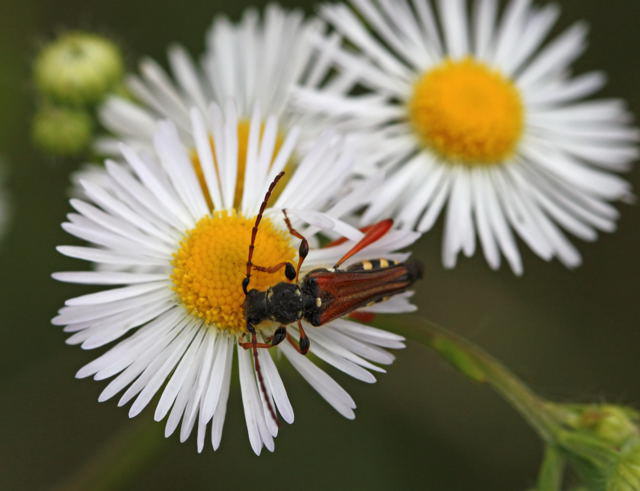 Braunrtlicher Spitzdeckenbock - Stenopterus rufus