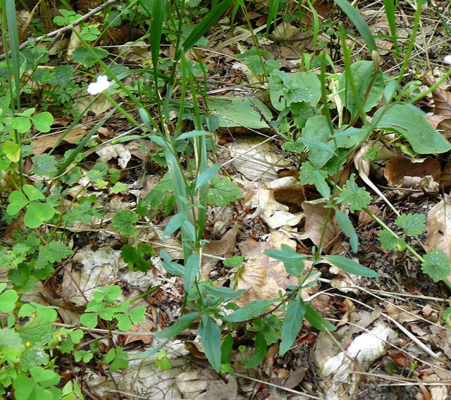 Drsiges Weidenrschen - Epilobium ciliatum
