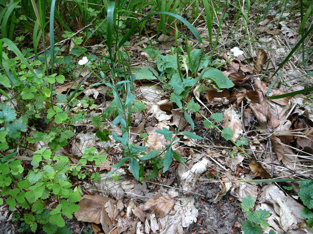 Drsiges Weidenrschen - Epilobium ciliatum