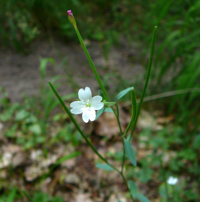 Drsiges Weidenrschen - Epilobium ciliatum