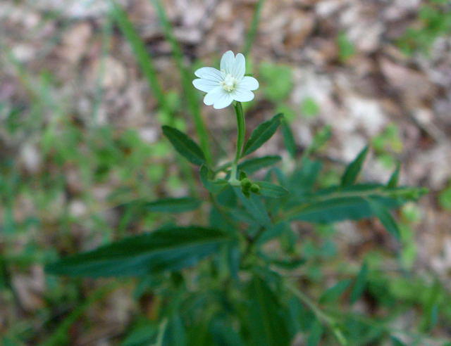 Drsiges Weidenrschen - Epilobium ciliatum 