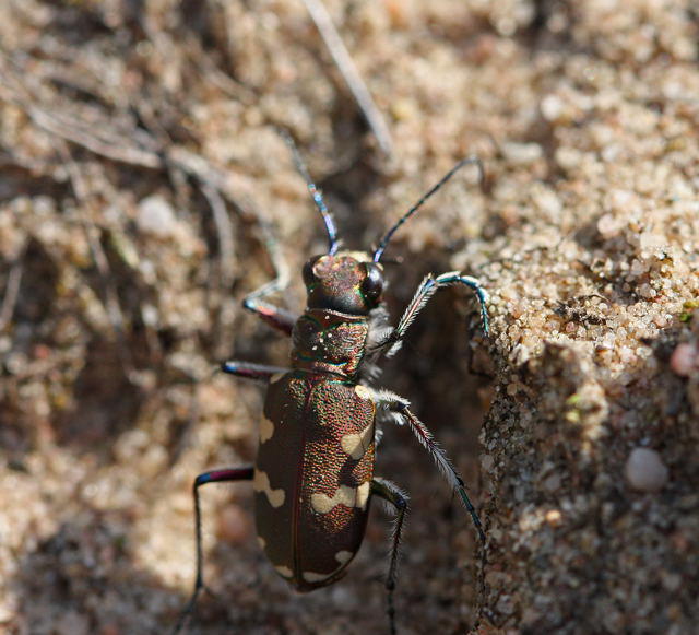 Dnen-Sandluferkfer- Cicindela hybrida