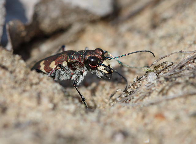 Dnen-Sandluferkfer- Cicindela hybrida