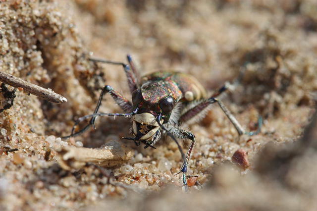 Dnen-Sandluferkfer- Cicindela hybrida