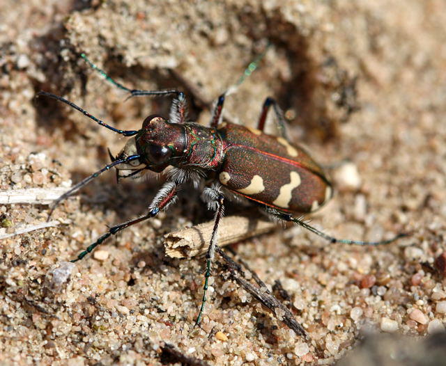 Dnen-Sandluferkfer- Cicindela hybrida