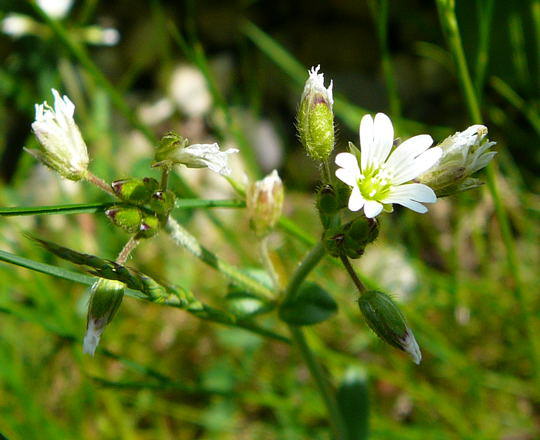 Dunkles Zwerg-Hornkraut - Cerastium pumilum