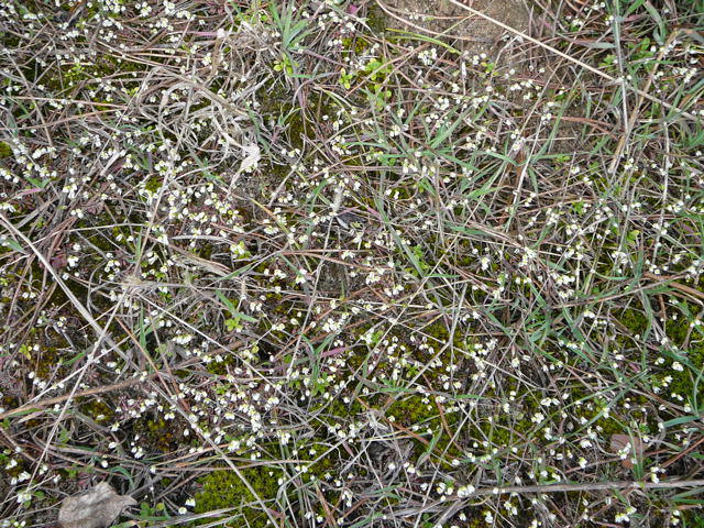 Frhlings-Hungerblmchen - Erophila verna