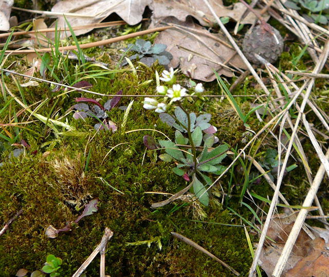 Frhlings-Hungerblmchen - Erophila verna