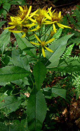 Fuchs-Greiskraut  - Senecio ovatus