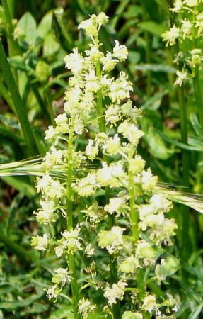 Gelbe Resede - Reseda lutea