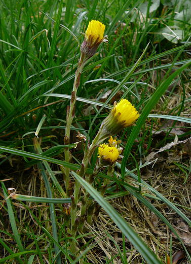 Gemeiner Huflattich - Tussilago farfara