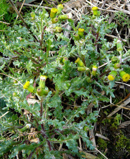 Gemeines Greiskraut - Senecio vulgaris