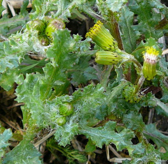 Gemeines Greiskraut - Senecio vulgaris