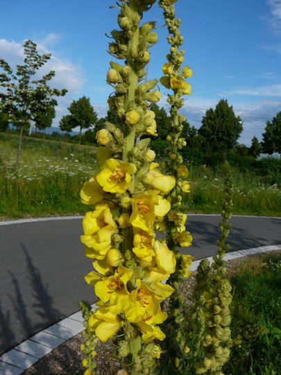 Grobltige Knigskerze - Verbascum densiflorum (thapsiforme)