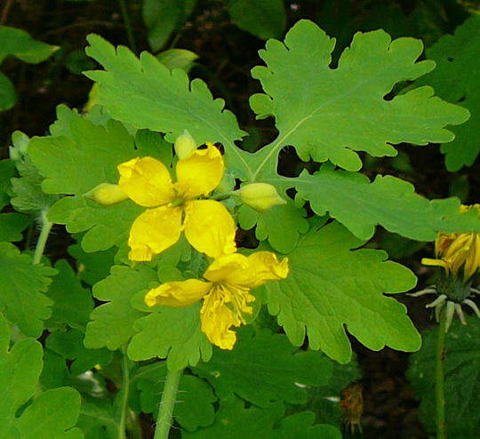 Groes Schllkraut - Chelidonium majus