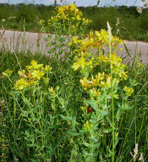 Echtes Johanniskraut (Tpfel-Hartheu) - Hypericum perforatum