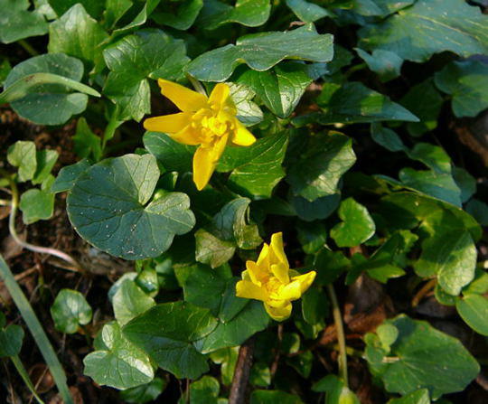 Scharbockskraut - Ranunculus ficaria