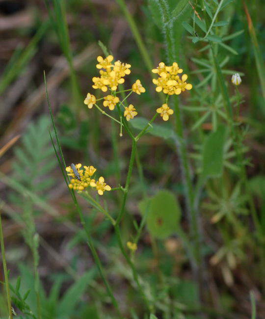 Wilde Sumpfkresse - Rorippa silvestris